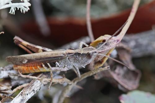 Réf. 214 764 : Chorthippus vagans vagans